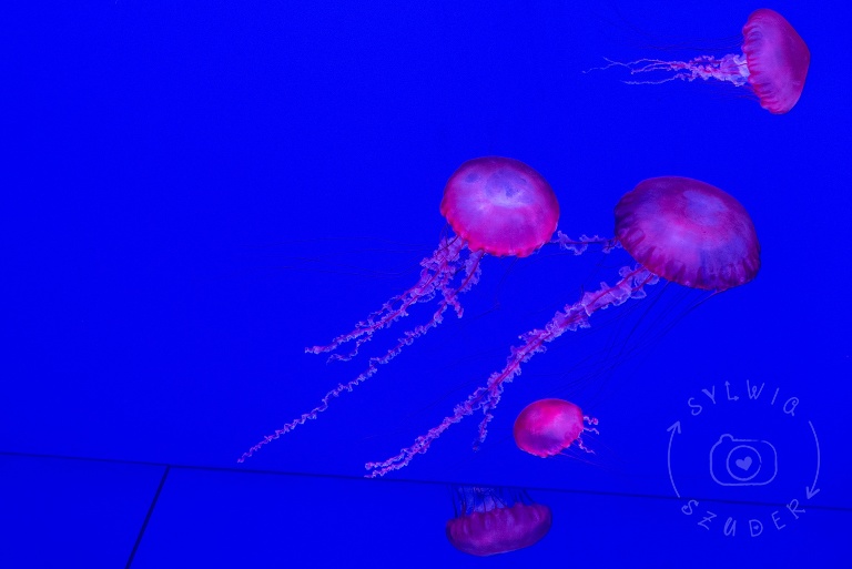 201607_Canada_005_WEB