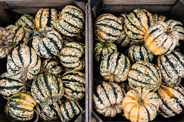 farma dyniowa Wilanów