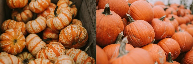 farma dyniowa Wilanów