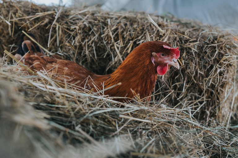farma dyniowa Wilanów