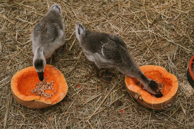 farma dyniowa Wilanów