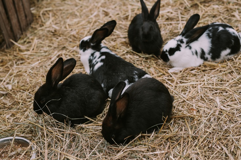 farma dyniowa Wilanów