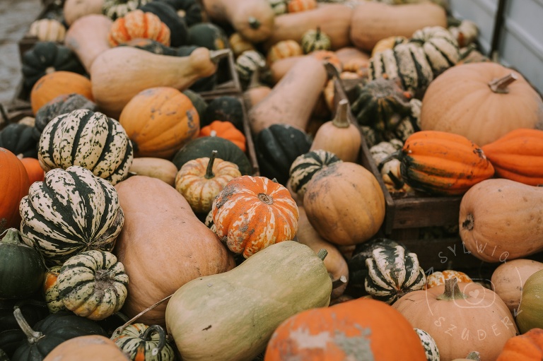 farma dyniowa Wilanów