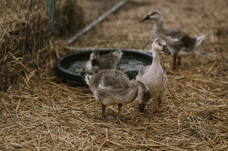 farma dyniowa Wilanów