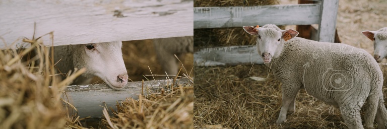 farma dyniowa Wilanów