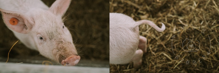 farma dyniowa Wilanów